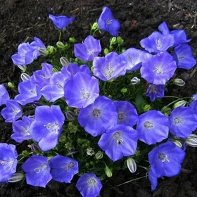 Колокольчик карпатский Pearl Deep Blue (Перл Дип Блу)