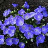 Колокольчик карпатский Pearl Deep Blue (Перл Дип Блу)