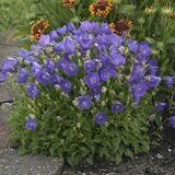 Колокольчик карпатский Pearl Deep Blue (Перл Дип Блу)