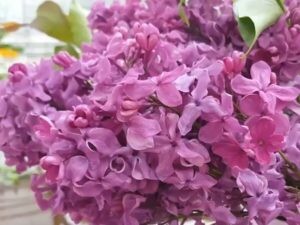 
                https://content.gdesemena.ru/images/catalog/199441_b05891adf71d2ef637b06c08bf16ab8bdd5c6842054489b02402379ad785c6d7.jpg
