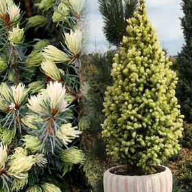 
                https://content.gdesemena.ru/images/catalog/199442_0bb05d8e13ed0223a5b44f0ffa77da5ae98e987091847c2b218ba6d3c63d7d65.jpg
