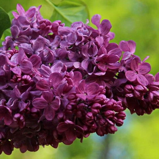 
                https://content.gdesemena.ru/images/catalog/199447_b812f8132f4523a816f9c90ed19b00e5c5e92a3a10a664ee7e97ce85ac862971.jpg
