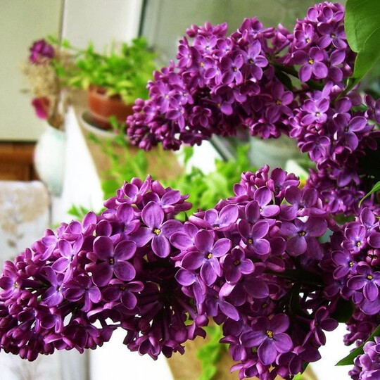 
                https://content.gdesemena.ru/images/catalog/199447_ba7f2d1849a8a00f95eb99cf6d5b3bfa4d6c736ab417d04b8f3110ace4d209e3.jpg
