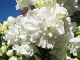 
                https://content.gdesemena.ru/images/catalog/199454_1ff2ec7b7c2073e216ceada1edfefee239ac14eb3091dc6b6f1ce9788b80c413.jpg
