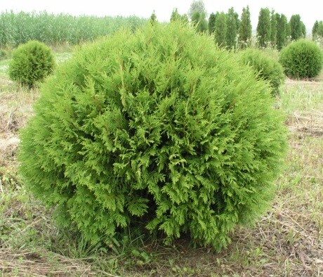
                https://content.gdesemena.ru/images/catalog/199465_9692851a73c8e1a8b04e2c54efd407503907ea3d784be28a0180a3946c28e409.jpg
