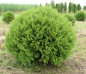 
                https://content.gdesemena.ru/images/catalog/199465_9692851a73c8e1a8b04e2c54efd407503907ea3d784be28a0180a3946c28e409.jpg
