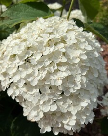 
                https://content.gdesemena.ru/images/catalog/199497_caa31c5e9cd6156e50fbbb1872cda02e017e593230aff298efc3847ed529d9ba.jpg
