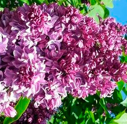 
                https://content.gdesemena.ru/images/catalog/199541_151a3e7b757abd177d9747324b671a91d9d1e54e5dcc4c2cd0af9f75a3040eea.jpg
