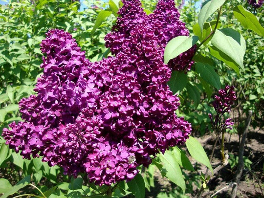 
                https://content.gdesemena.ru/images/catalog/199542_e035f75fb1fe1c56affed3dc9f3b7ca7694ff0f1d92aac72ee2db6de1d3832c3.jpg

