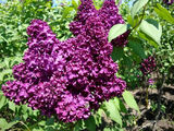 
                https://content.gdesemena.ru/images/catalog/199542_e035f75fb1fe1c56affed3dc9f3b7ca7694ff0f1d92aac72ee2db6de1d3832c3.jpg
