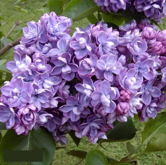 
                https://content.gdesemena.ru/images/catalog/199543_bad2abd4c053e9eed28f2a1e7407a16b9ba15570d5929193d7915cd9c1a5e752.jpg
