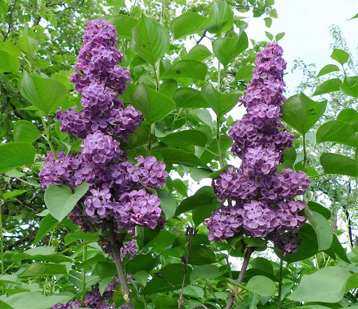 
                https://content.gdesemena.ru/images/catalog/199544_5adc4a36ba7c5ca4983d6cd30153d707fc6e0e54cc01c77d0e70f20ba397f628.jpg
