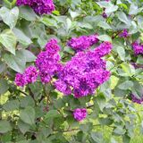 
                https://content.gdesemena.ru/images/catalog/199544_d2a2aa69104dbc8c3730e5b350dd18855006d25ee85ff1e02c53f58bd970c627.jpg
