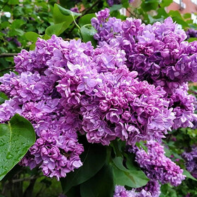 
                https://content.gdesemena.ru/images/catalog/199545_9da6cda01b39daf7090c5ff151091b0541985fa881f41ad47619a5f46bda903d.jpg
