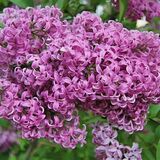 
                https://content.gdesemena.ru/images/catalog/199545_b8aa7d7ab9ce6325afea7bd3a9a7264ec66c6100acd574074c8a9ad6bd5fe344.jpg
