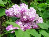 
                https://content.gdesemena.ru/images/catalog/199546_bbc6ef1c3b942c824cc2bc83c4099a53ec2e1cbb8034fd8d8c9fbc1d6d77014d.jpg
