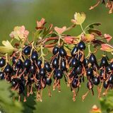 
                https://content.gdesemena.ru/images/catalog/199547_e429fbc33772e418f22548e1e5fcadfecd4b7dfa56880c24f2facb544a2d4282.jpg
