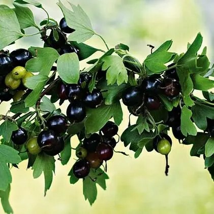 
                https://content.gdesemena.ru/images/catalog/199547_fa91415c5504bfb0102b07271ac7f8748080416469f9d750f19623f799ff4d1b.jpg
