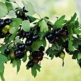 
                https://content.gdesemena.ru/images/catalog/199547_fa91415c5504bfb0102b07271ac7f8748080416469f9d750f19623f799ff4d1b.jpg
