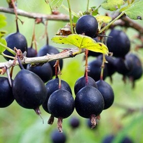 
                https://content.gdesemena.ru/images/catalog/199548_ca35df44175ec4b51beba9b003d435d6e64b0b1a8048136c747e0551a811c063.jpg
