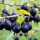 
                https://content.gdesemena.ru/images/catalog/199548_ca35df44175ec4b51beba9b003d435d6e64b0b1a8048136c747e0551a811c063.jpg
