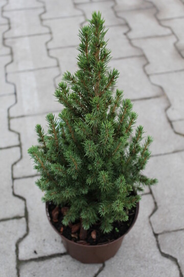 
                https://content.gdesemena.ru/images/catalog/199565_2977959b1219450cbecff65a8efb1a197ace9b9bc3e1060a5b52829a8775aa0c.jpg

