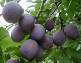 
                https://content.gdesemena.ru/images/catalog/199578_bf4ba1b48170c4c57537e3f35bdaca0ebad3cc5de1d9efb6ee211042cb53eee4.jpg
