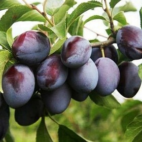 
                https://content.gdesemena.ru/images/catalog/199578_d4bd3ab667352fca189a5113377e6da1e63756a14d16197dd66bf87ad3cd2e9f.jpg
