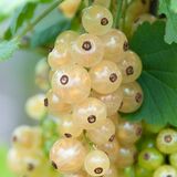 
                https://content.gdesemena.ru/images/catalog/199583_b7fd9d906f969dbec5781d1fa05f4a76d445480195a3a9065417d6f0a05a360d.jpg
