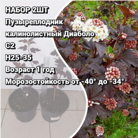 
                https://content.gdesemena.ru/images/catalog/199622_3a16c20b0acdc131ba01f4bfb5e3e0ad89930c42642267af32031af966eb0136.jpg
