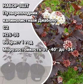 
                https://content.gdesemena.ru/images/catalog/199623_a047dd25966020a440a9b6d0ce477fd2c0cf772c88a08197b82eefc38e058ac6.jpg
