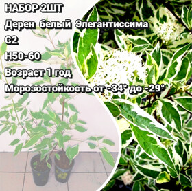 
                https://content.gdesemena.ru/images/catalog/199624_b761707ec0ea13e05e7994e3f6fa1caa3470314e3f1786b90793703ba9611ad0.jpg
