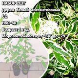 
                https://content.gdesemena.ru/images/catalog/199624_b761707ec0ea13e05e7994e3f6fa1caa3470314e3f1786b90793703ba9611ad0.jpg
