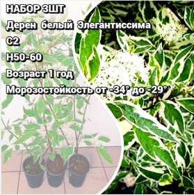
                https://content.gdesemena.ru/images/catalog/199625_c60d7e26d1fba0ecc911dc105a1a9b4ad1f0d960fb884e569e95d041f42c596d.jpg
