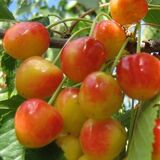 
                https://content.gdesemena.ru/images/catalog/199651_61b9978d001d0fc28d7c9341d796c7cee5a5502005f956eacd74f7cc4a78ac79.jpg
