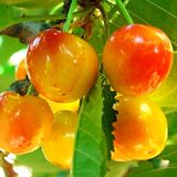
                https://content.gdesemena.ru/images/catalog/199651_647f057e2aa1eccf76127064c52a632893220334f2b09b592c4a73be3018e3d0.jpg
