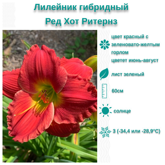 
                https://content.gdesemena.ru/images/catalog/199652_1b321576be13be5039c19c46c3bf89f783fedaea6ab6810e23c0651e00a08f43.jpg

