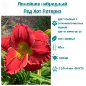 
                https://content.gdesemena.ru/images/catalog/199652_1b321576be13be5039c19c46c3bf89f783fedaea6ab6810e23c0651e00a08f43.jpg
