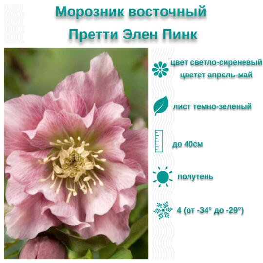 
                https://content.gdesemena.ru/images/catalog/199655_3fb91f3142d1121574957a227724ae7a867f4c596763e7132d35e01ce76e9ba0.jpg
