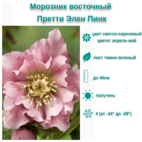 
                https://content.gdesemena.ru/images/catalog/199655_3fb91f3142d1121574957a227724ae7a867f4c596763e7132d35e01ce76e9ba0.jpg
