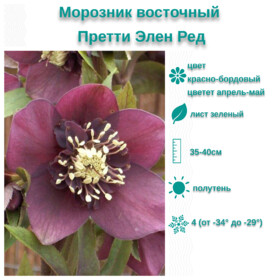 
                https://content.gdesemena.ru/images/catalog/199656_b51bd09c07c81aa44cbc35acd5cf1df8caa0cf1314eb28b6522ce50b0a3c0188.jpg
