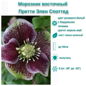 
                https://content.gdesemena.ru/images/catalog/199657_0efc3787b3208bff7ba57008c417a0c4bcb602cc2f531d9b9e44714633ea8441.jpg
