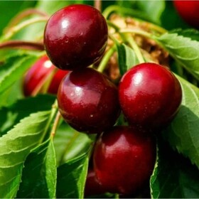 
                https://content.gdesemena.ru/images/catalog/199658_d2d20088e11e6c1f30ec203dc01e5c42ee97f9cbda48c17c0b76cbd957cca05a.jpg
