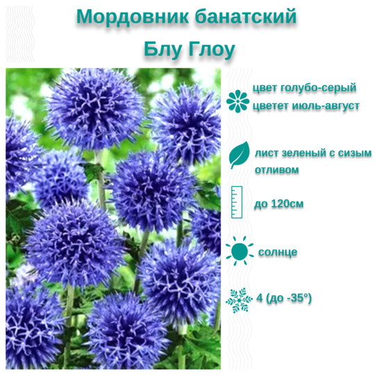 
                https://content.gdesemena.ru/images/catalog/199660_78fe46342d86d156114fbab8f4a37872371551dc68fa7e87d1fbb176b60cb2a8.jpg
