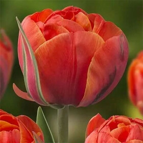 
                https://content.gdesemena.ru/images/catalog/199667_39cb45799d4a7026e5d1ee2172a766ae3e62229060129425c5212362c736d132.jpg
