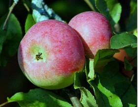 
                https://content.gdesemena.ru/images/catalog/199689_0926bbe7edbbbea0adae18b81be0450ab5dfaea54646e5d5f4d9b3c233400ccb.jpg
