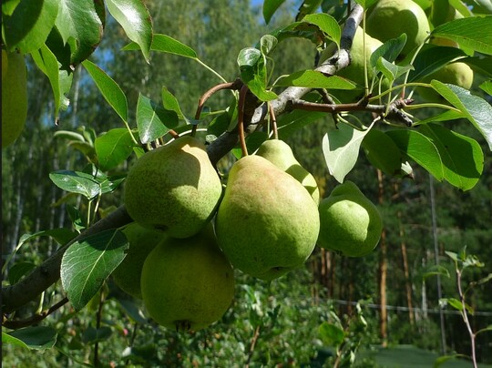 
                https://content.gdesemena.ru/images/catalog/199707_40e14aa280fabcf11010ed4abcf6b8895047fae714ec2aa208260ee98a8ceaec.jpg
