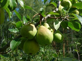 
                https://content.gdesemena.ru/images/catalog/199707_40e14aa280fabcf11010ed4abcf6b8895047fae714ec2aa208260ee98a8ceaec.jpg
