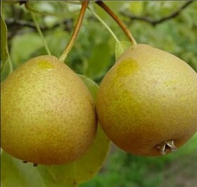
                https://content.gdesemena.ru/images/catalog/199716_e81c5684005dc9dbf23c2824d66031d51f3a43e8891342d175ab8866057285b5.jpg
