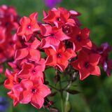 Флокс метельчатый Красные Звезды